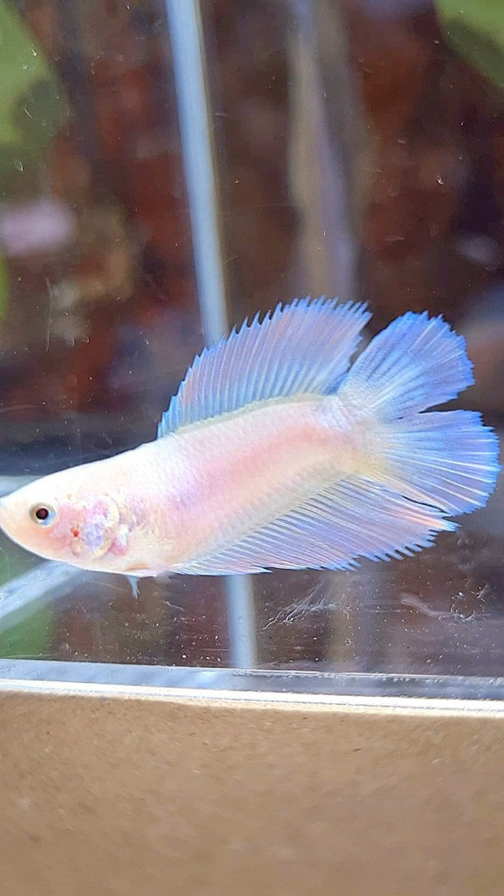 FEMALE HALFMOON DOUBLE TAIL PINK BETTA FISH