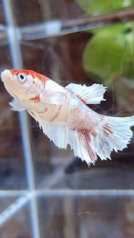 FEMALE HALFMOON DUMBO EAR WHITE FANCY RED WASH BETTA FISH