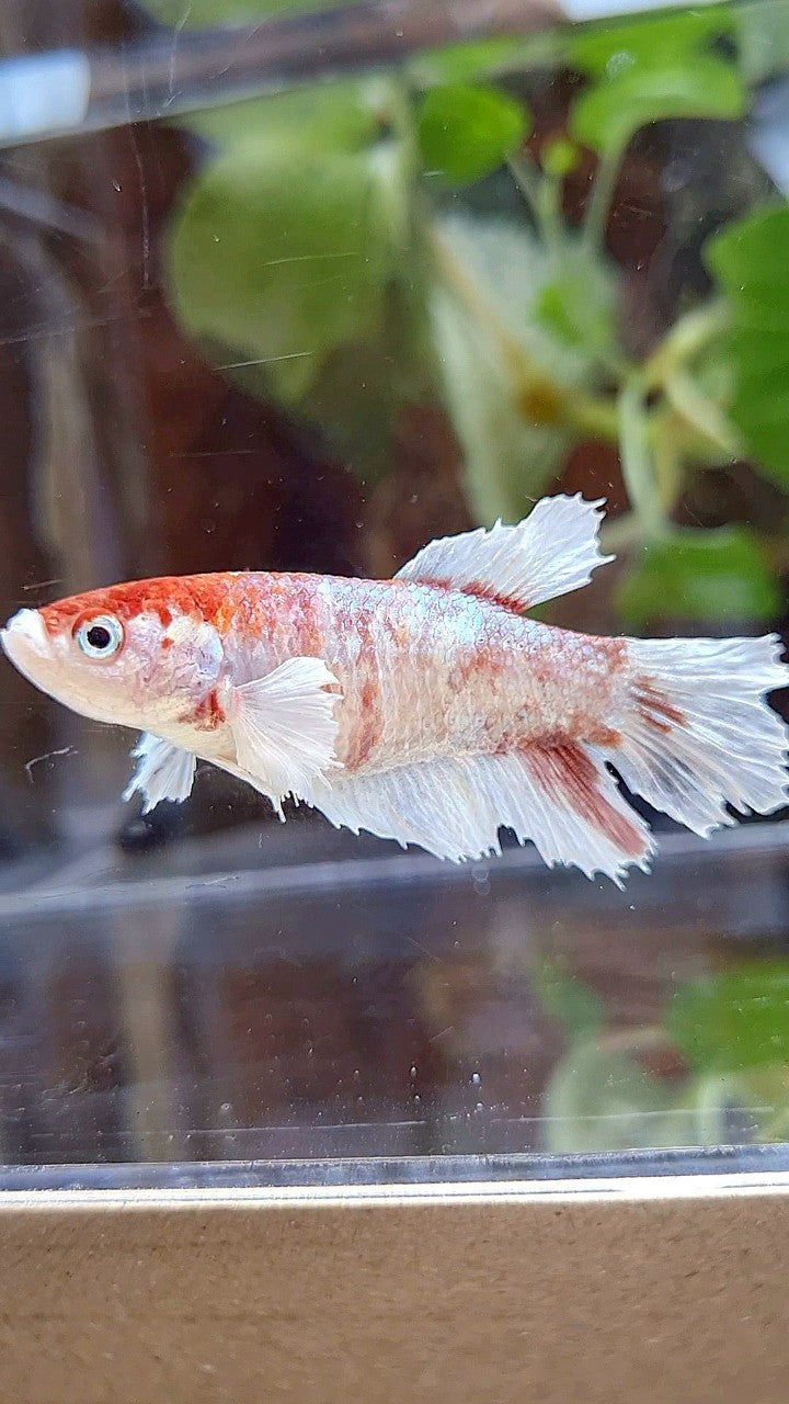 FEMALE HALFMOON DUMBO EAR WHITE FANCY RED WASH BETTA FISH