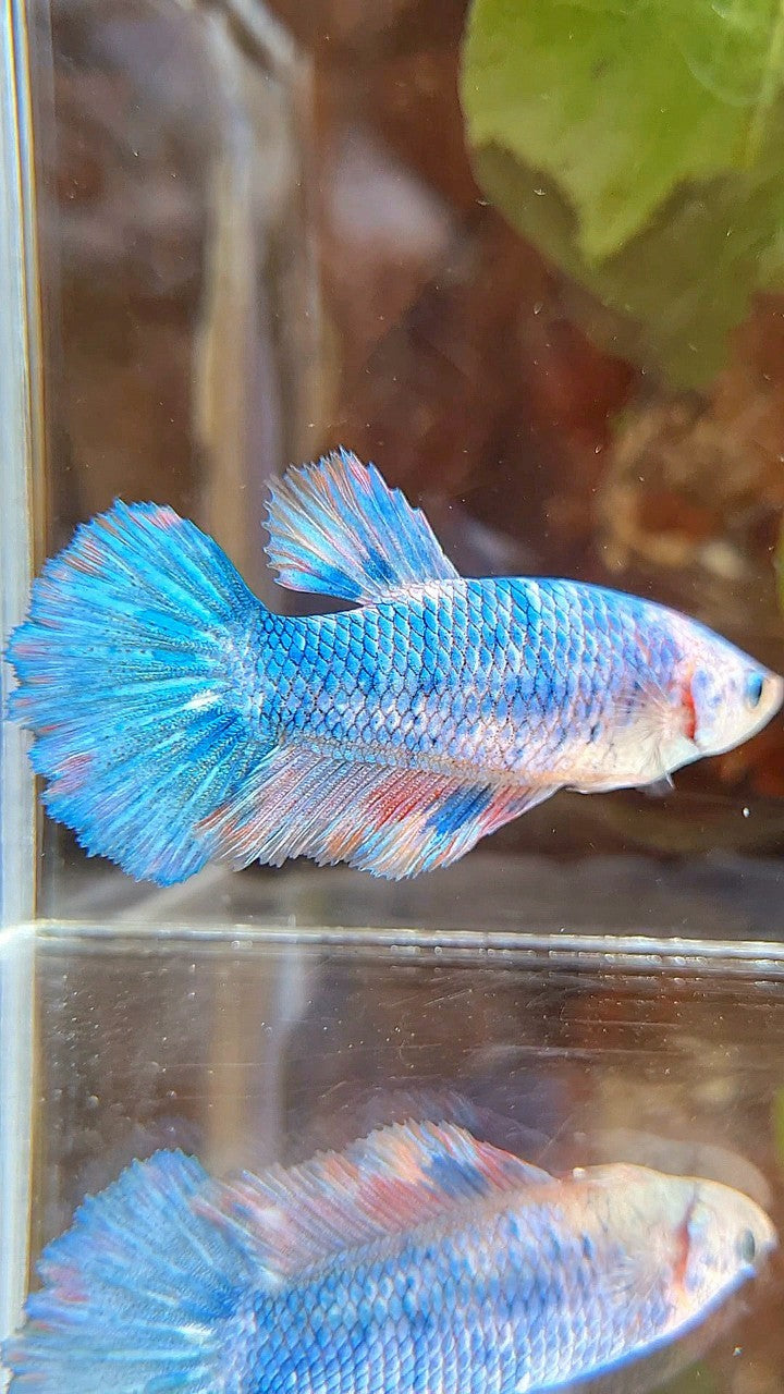 FEMALE HALFMOON FANCY MULTICOLOR BETTA FISH