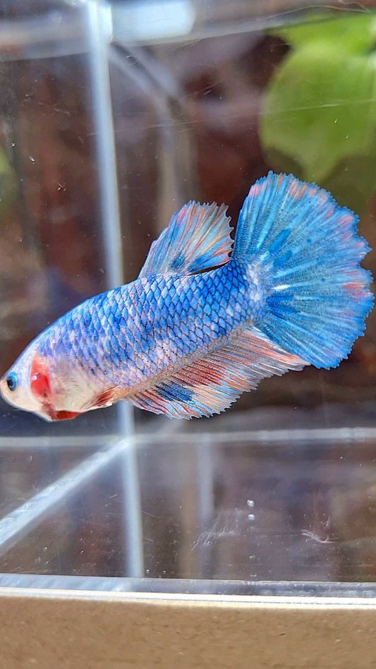 FEMALE HALFMOON FANCY MULTICOLOR BETTA FISH