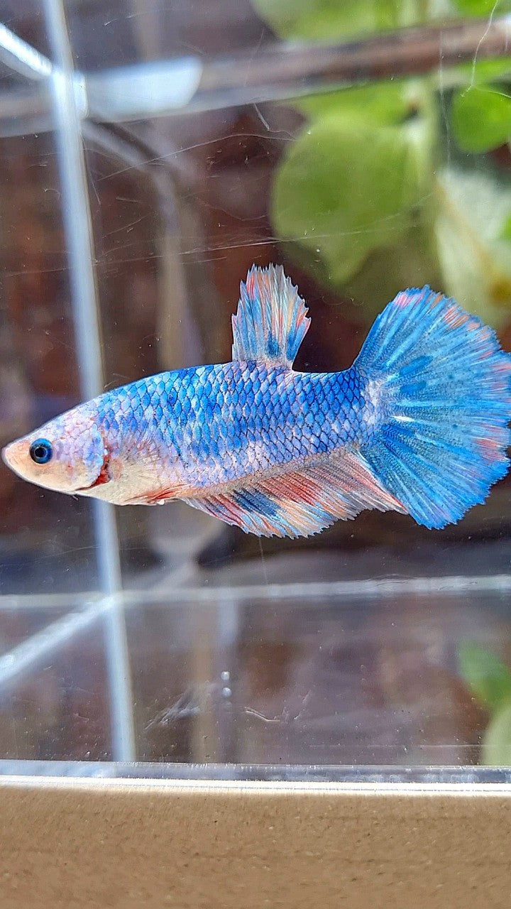 FEMALE HALFMOON FANCY MULTICOLOR BETTA FISH