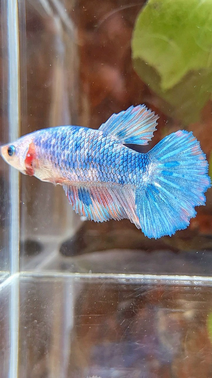 FEMALE HALFMOON FANCY MULTICOLOR BETTA FISH