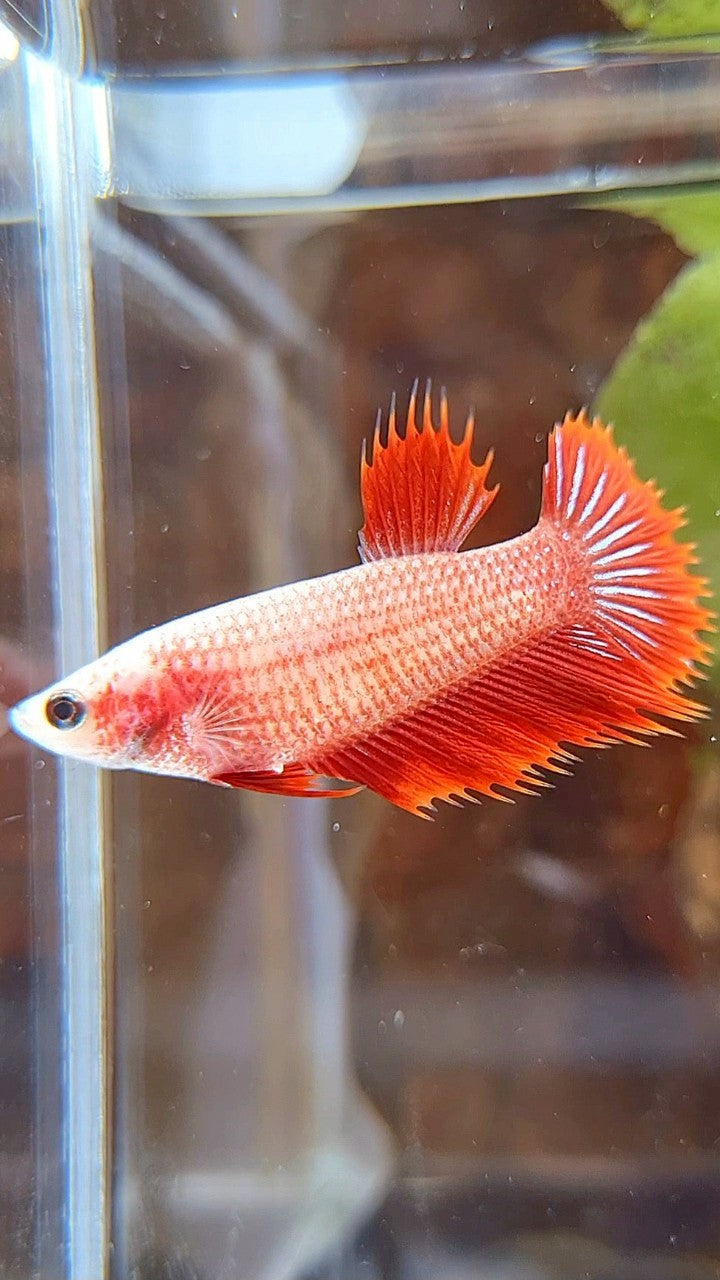 FEMALE CROWNTAIL RED FANCY BETTA FISH
