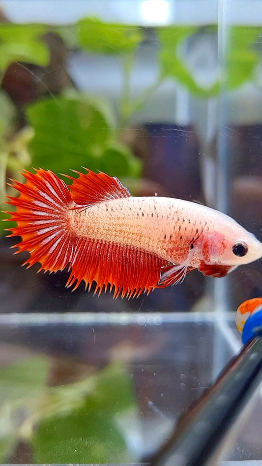 FEMALE CROWNTAIL RED FANCY BETTA FISH