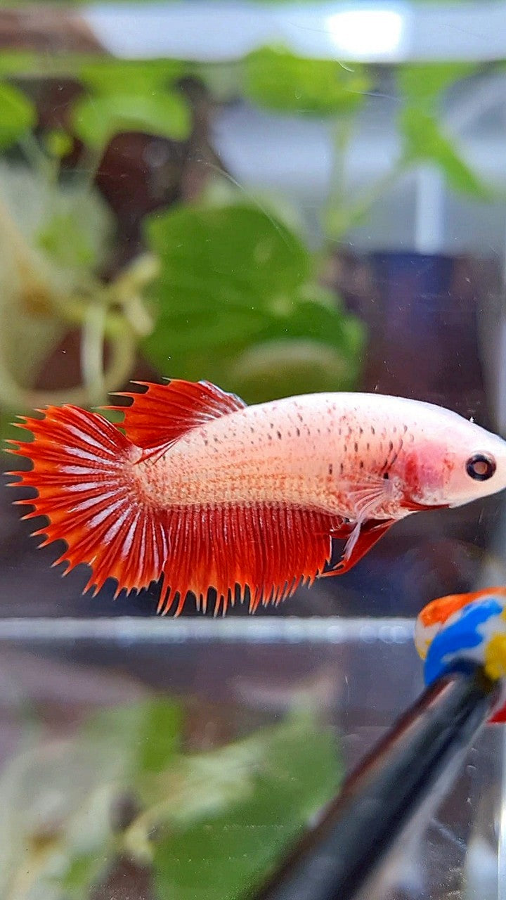 FEMALE CROWNTAIL RED FANCY BETTA FISH