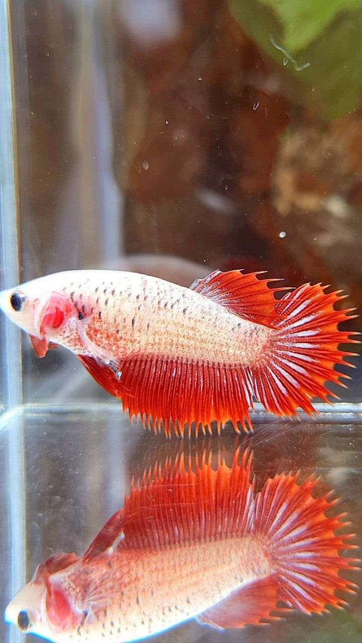 FEMALE CROWNTAIL RED FANCY BETTA FISH