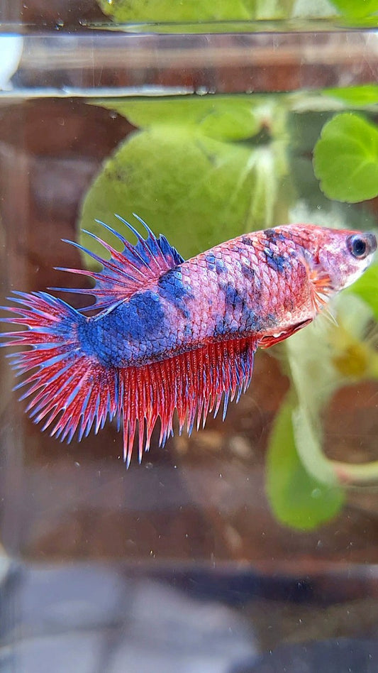 FEMALE CROWNTAIL PURPLE FANCY MUTLICOLOR BETTA FISH