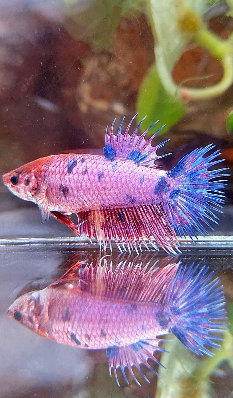 FEMALE CROWNTAIL PURPLE FANCY MUTLICOLOR BETTA FISH