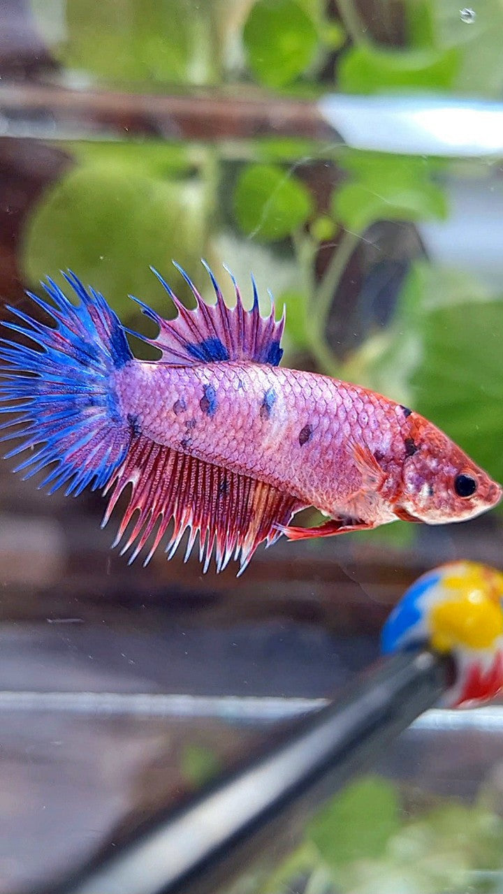 FEMALE CROWNTAIL PURPLE FANCY MUTLICOLOR BETTA FISH
