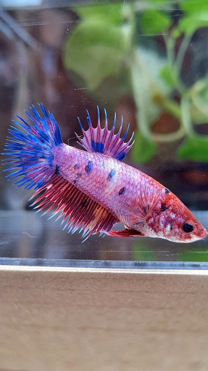FEMALE CROWNTAIL PURPLE FANCY MUTLICOLOR BETTA FISH