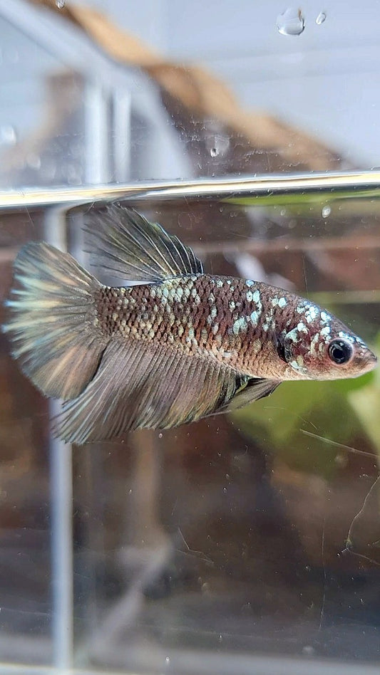 FEMALE HALFMOON BLACK GALAXY AVATAR COPPER BETTA FISH