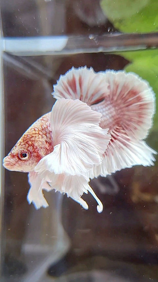 PLAKAT SUPER DUMBO EAR WHITE ROSEGOLD BETTA FISH