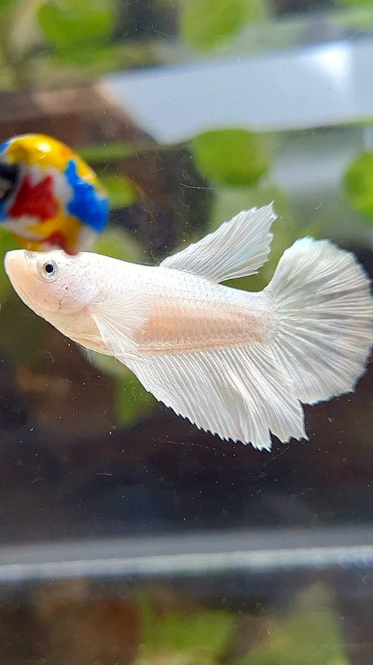 FEMALE HALFMOON WHITE PLATINUM SOLID BETTA FISH