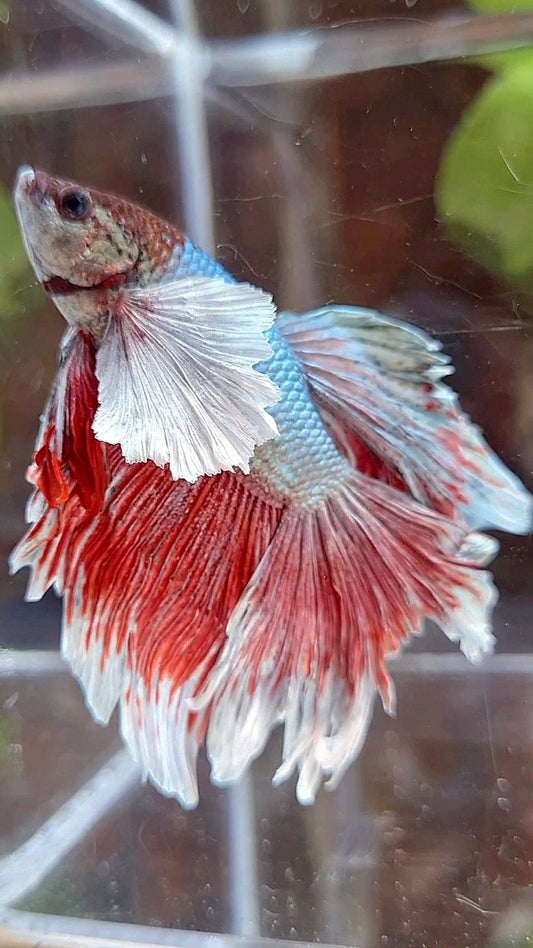 HALFMOON SUPER DUMBO EAR COPPER RED BETTA FISH