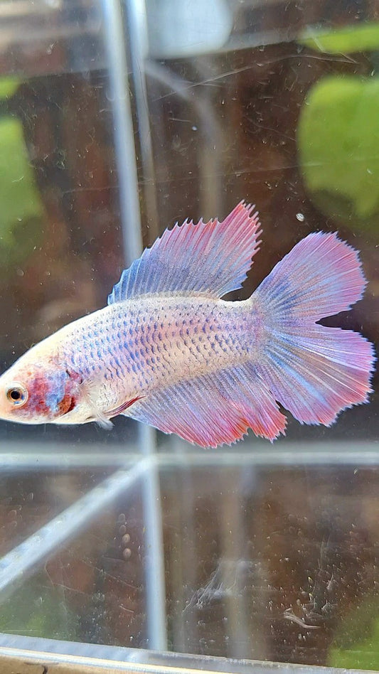 FEMALE HALFMOON DOUBLE TAIL PURPLE MASCOT BETTA FISH