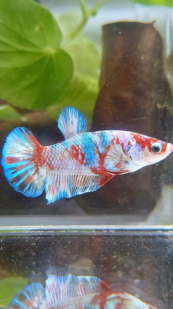 FEMALE PLAKAT BARONGSAI RED WHITE GALAXY MULTICOLOR BETTA FISH