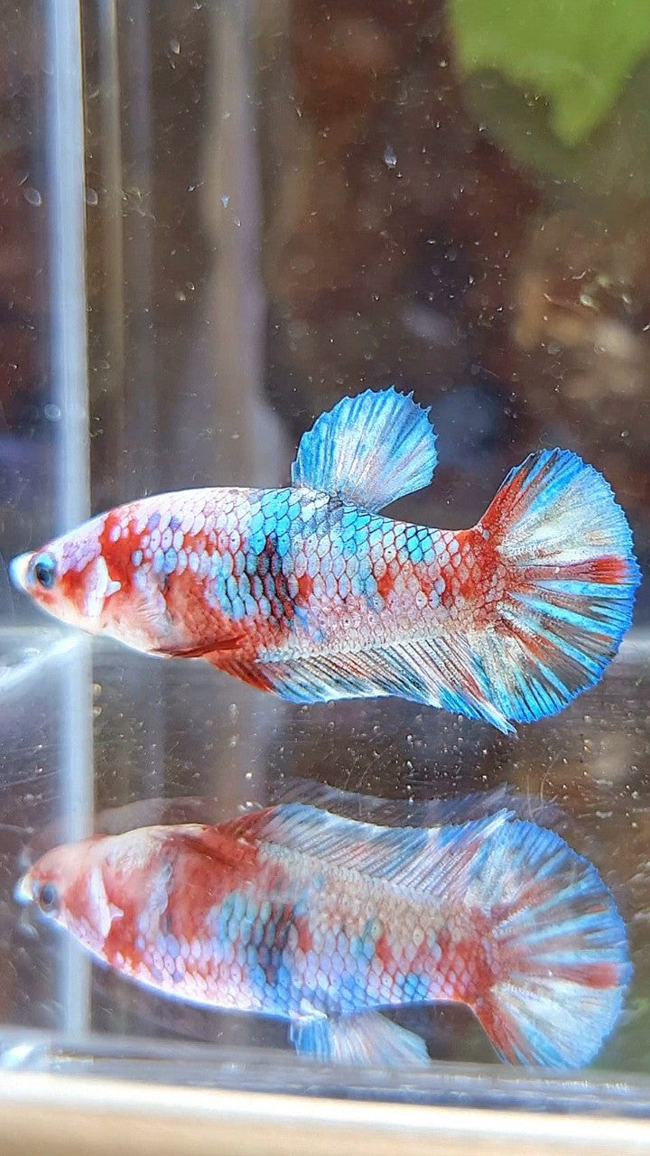 FEMALE PLAKAT BARONGSAI RED WHITE GALAXY MULTICOLOR BETTA FISH