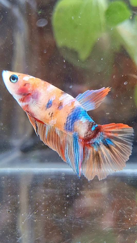 FEMALE HALFMOON KOI MULTICOLOR BETTA FISH
