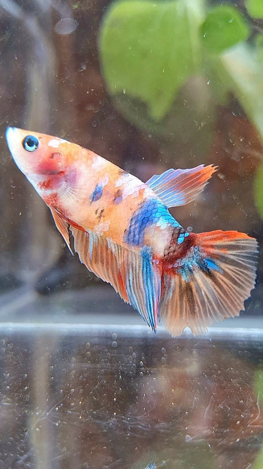 FEMALE HALFMOON KOI MULTICOLOR BETTA FISH