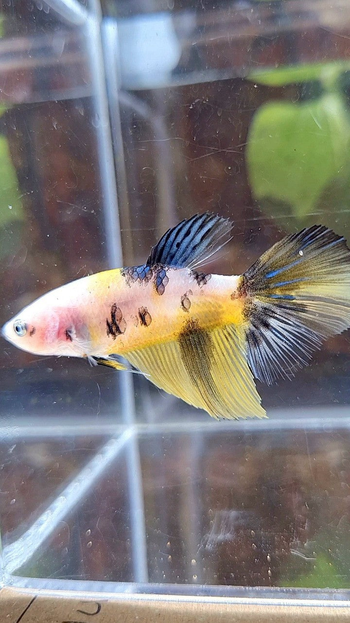 FEMALE HALFMOON YELLOW KOI TIGER MULTICOLOR BETTA FISH
