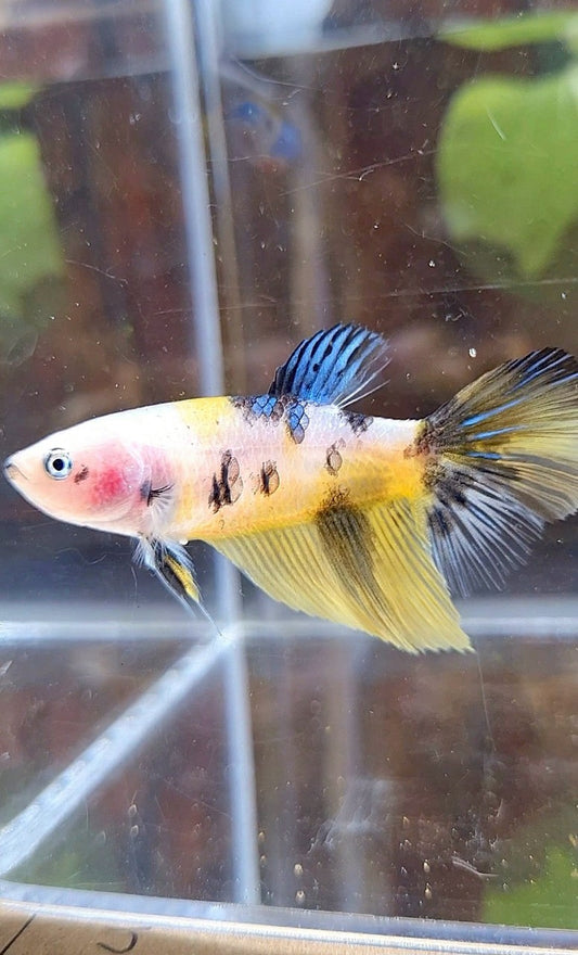 FEMALE HALFMOON YELLOW KOI TIGER MULTICOLOR BETTA FISH