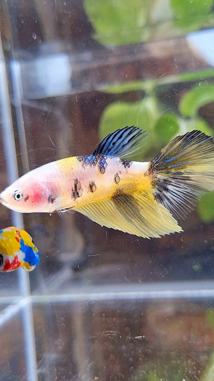 FEMALE HALFMOON YELLOW KOI TIGER MULTICOLOR BETTA FISH