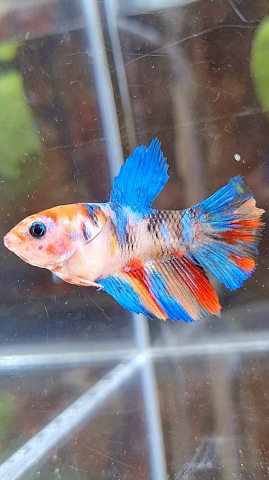 FEMALE HALFMOON KOI MULTICOLOR BETTA FISH