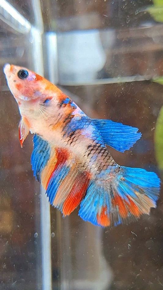 FEMALE HALFMOON KOI MULTICOLOR BETTA FISH