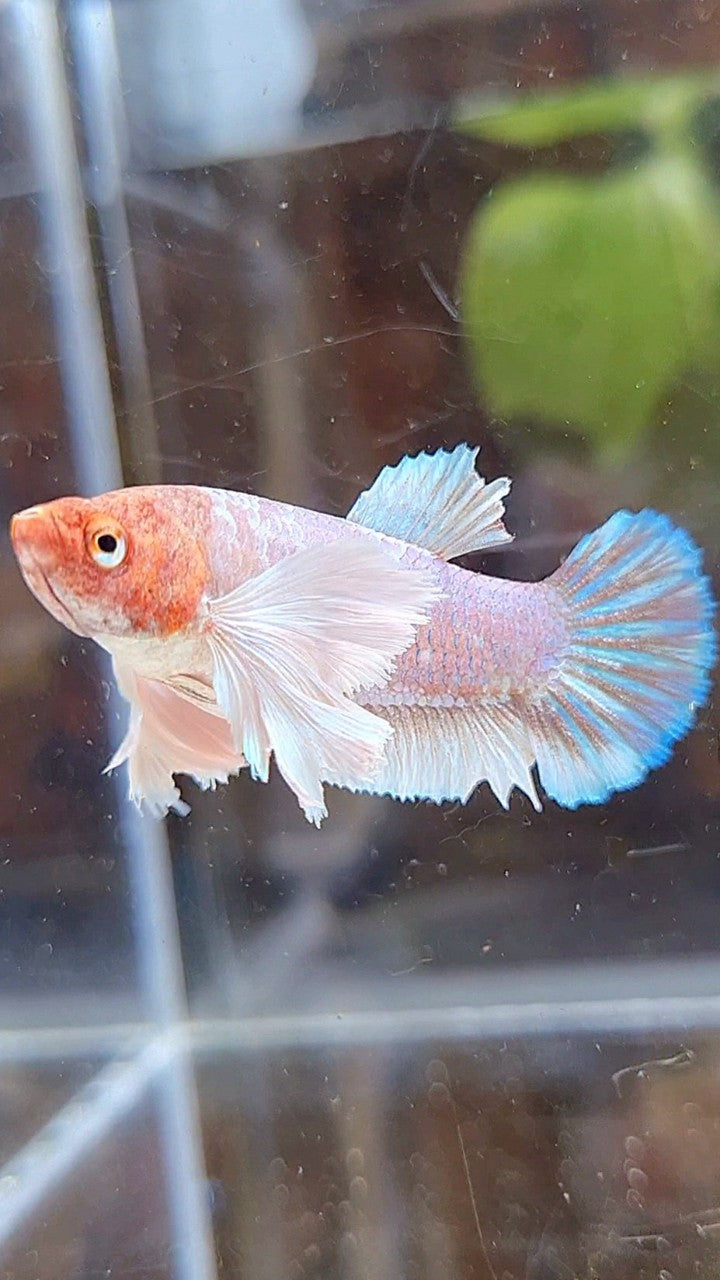 FEMALE PLAKAT SUPER DUMBO EAR WHITE LAVENDER BETTA FISH