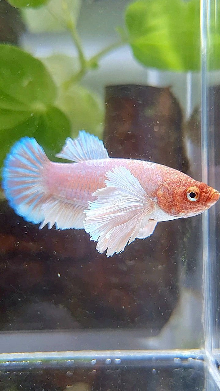 FEMALE PLAKAT SUPER DUMBO EAR WHITE LAVENDER BETTA FISH