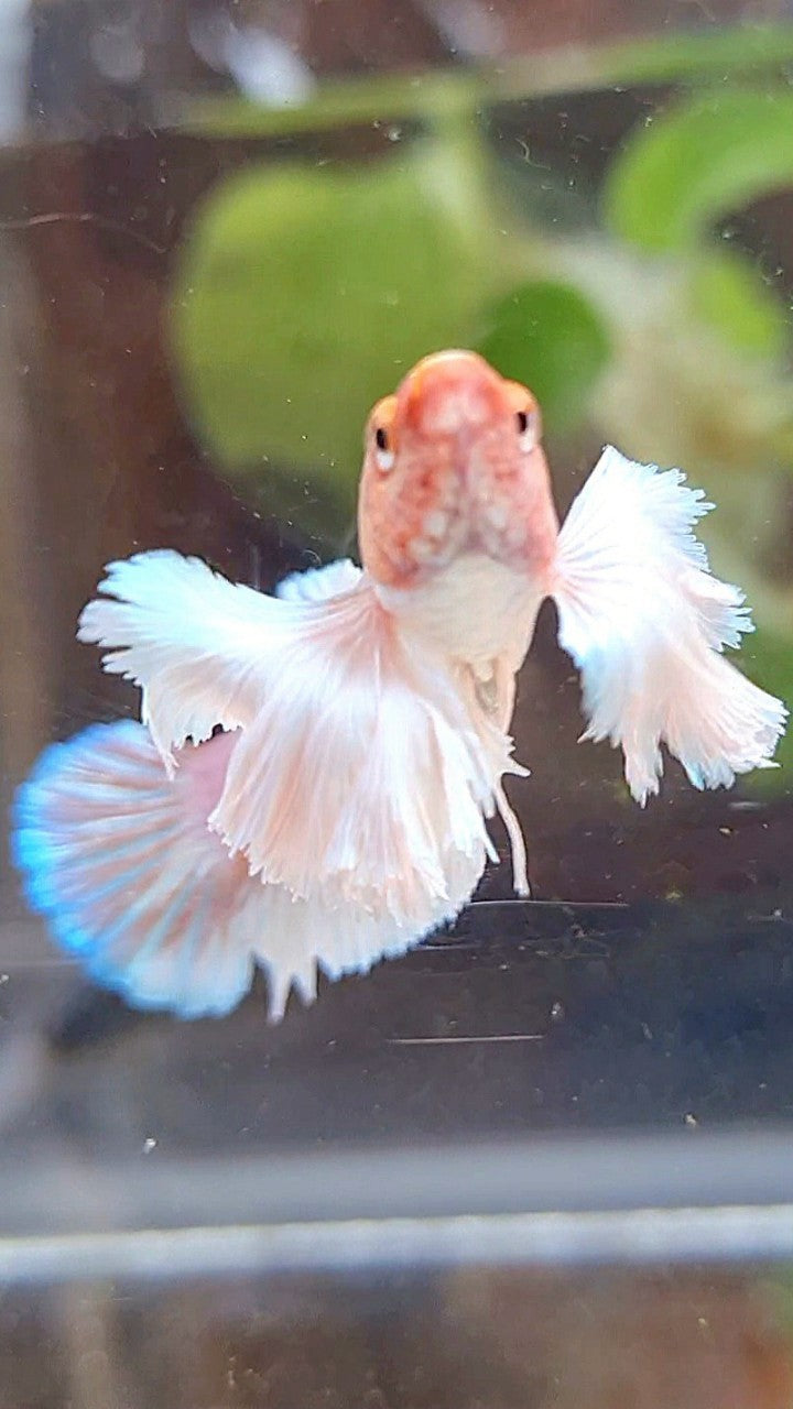 FEMALE PLAKAT SUPER DUMBO EAR WHITE LAVENDER BETTA FISH