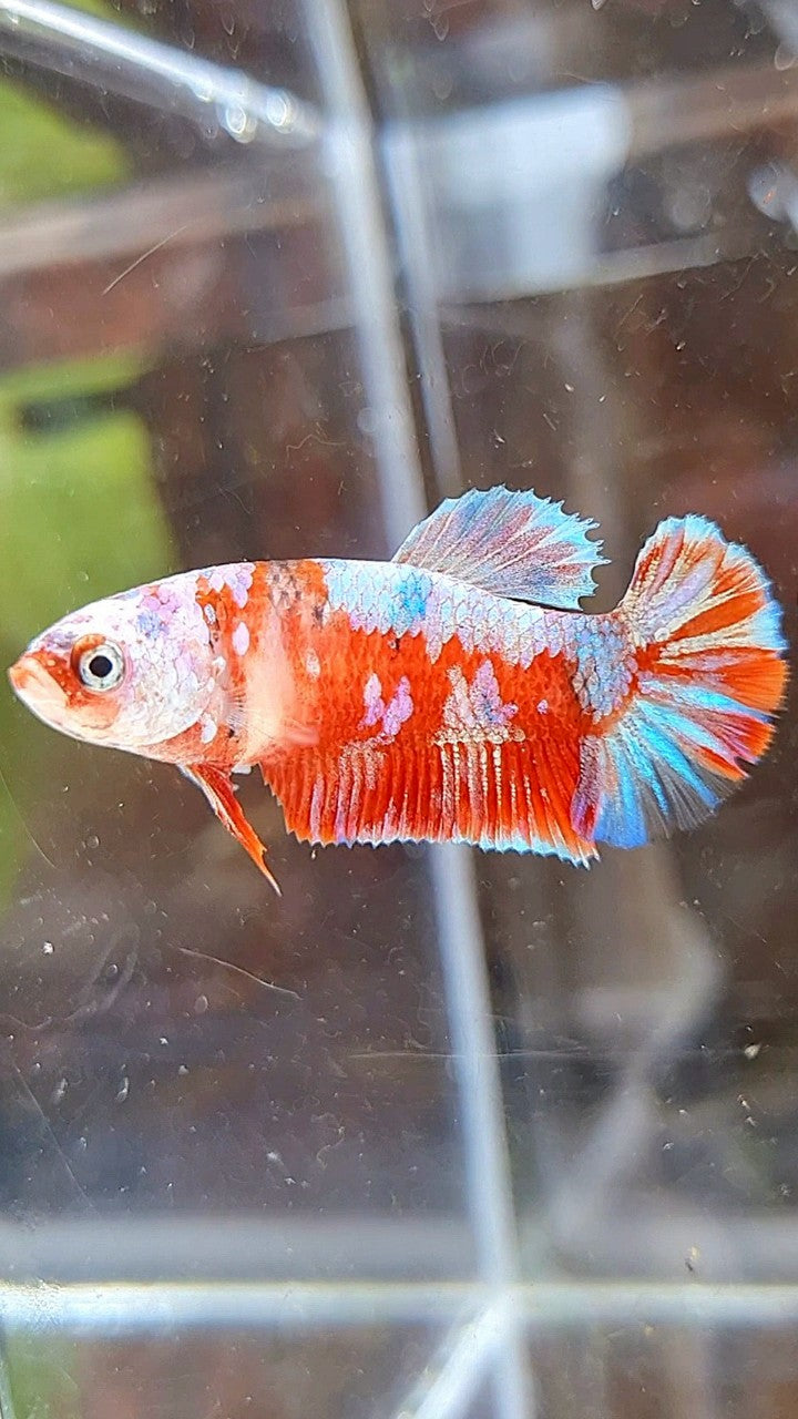 FEMALE PLAKAT BARONGSAI RED WHITE GALAXY BETTA FISH