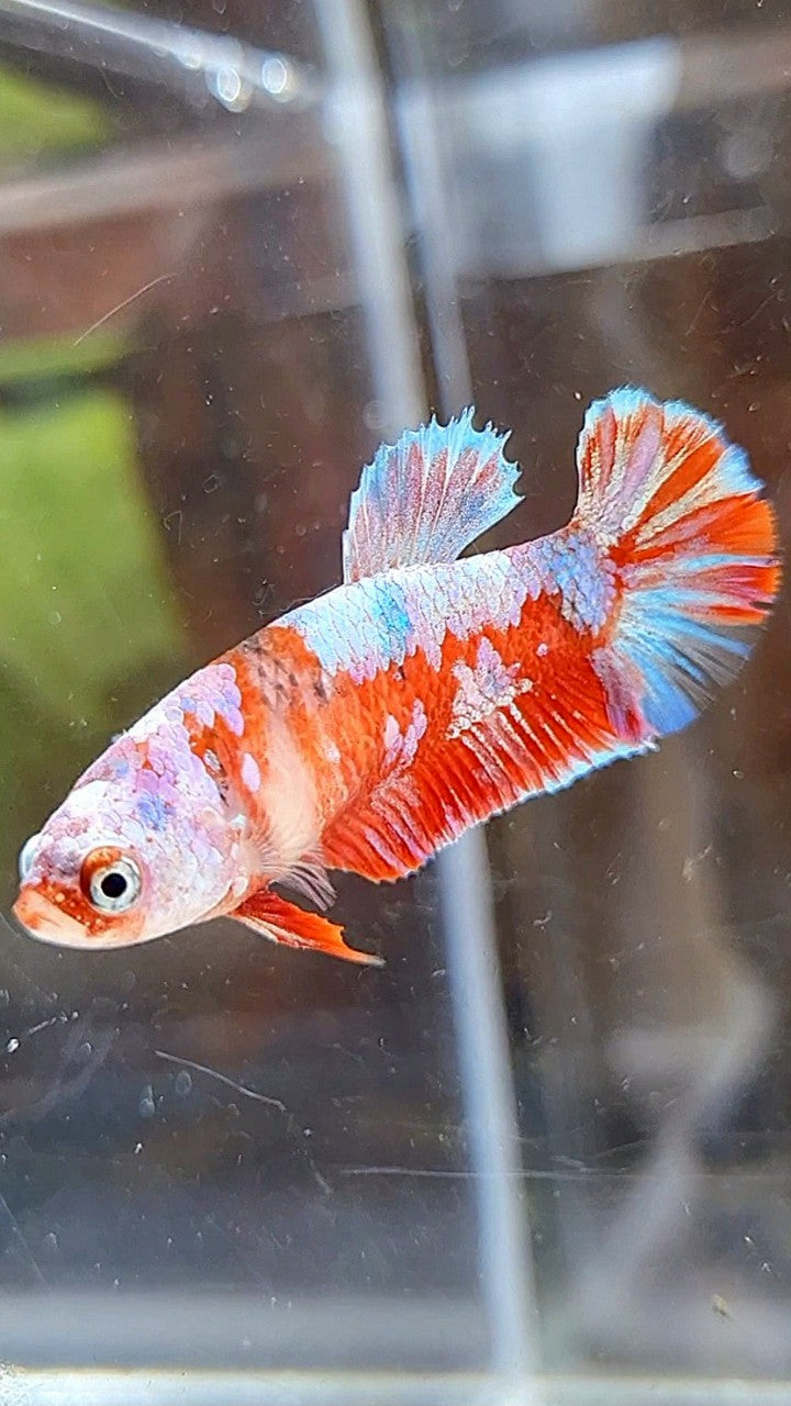 FEMALE PLAKAT BARONGSAI RED WHITE GALAXY BETTA FISH