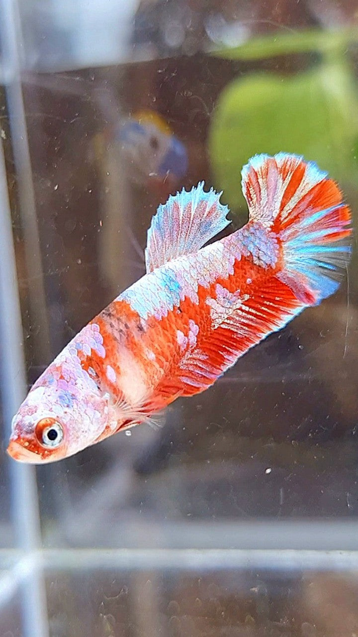 FEMALE PLAKAT BARONGSAI RED WHITE GALAXY BETTA FISH