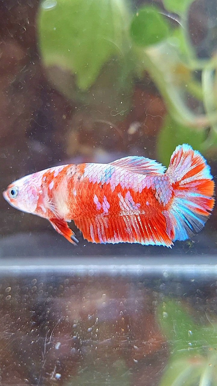 FEMALE PLAKAT BARONGSAI RED WHITE GALAXY BETTA FISH