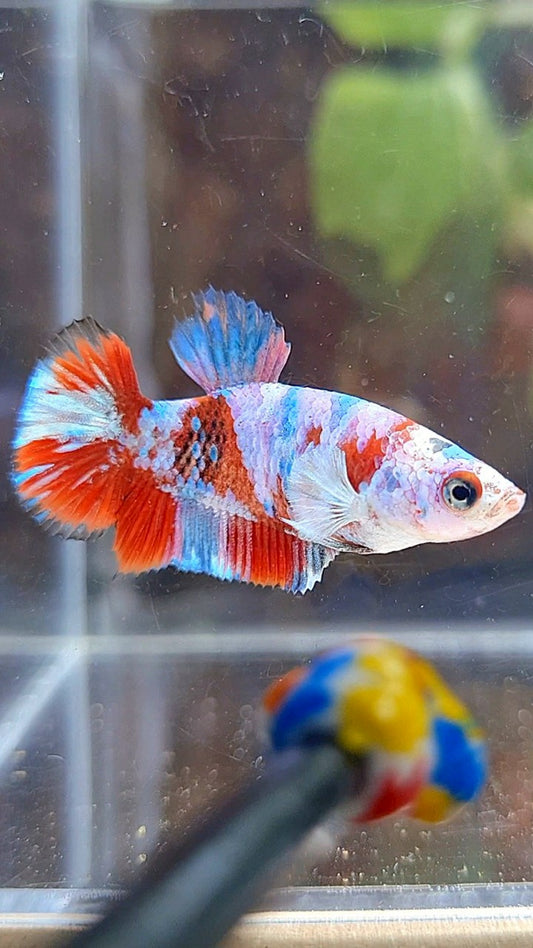 FEMALE PLAKAT BARONGSAI RED WHITE GALAXY MULTICOLOR BETTA FISH