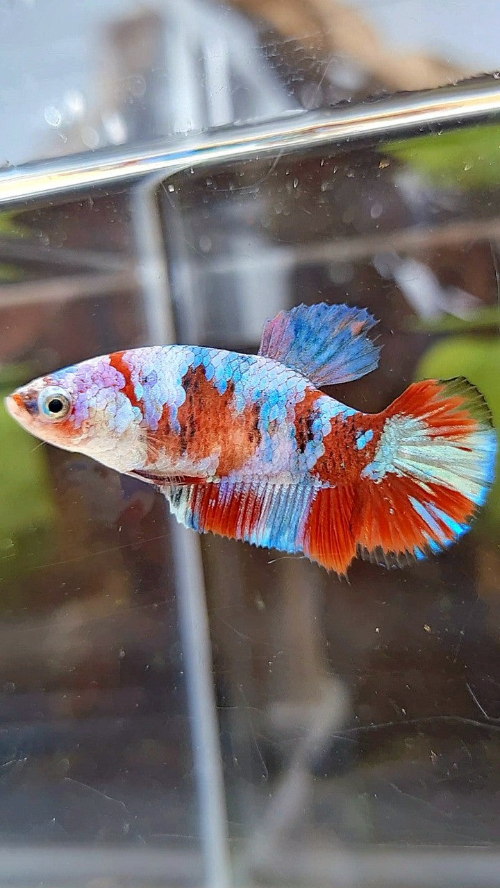 FEMALE PLAKAT BARONGSAI RED WHITE GALAXY MULTICOLOR BETTA FISH