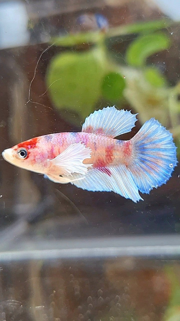 FEMALE HALFMOON DUMBO EAR WHITE KOI MULTICOLOR BETTA FISH