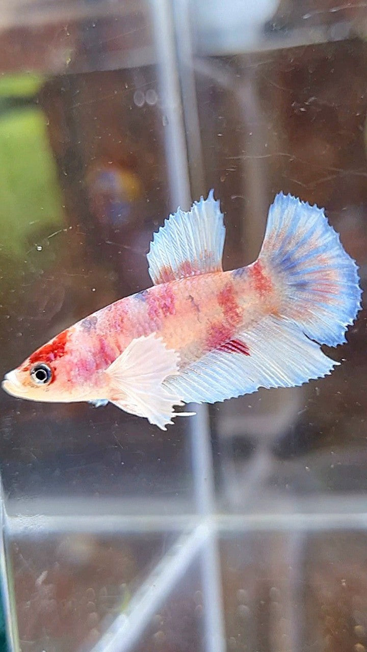 FEMALE HALFMOON DUMBO EAR WHITE KOI MULTICOLOR BETTA FISH