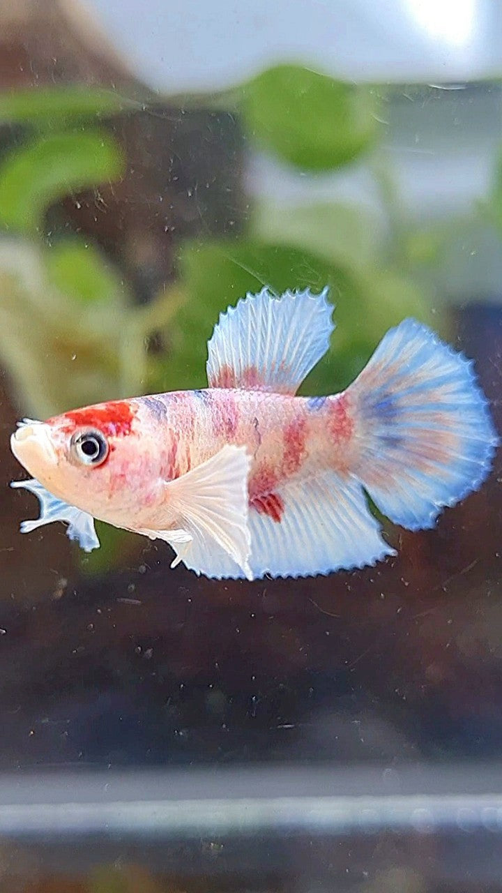 FEMALE HALFMOON DUMBO EAR WHITE KOI MULTICOLOR BETTA FISH