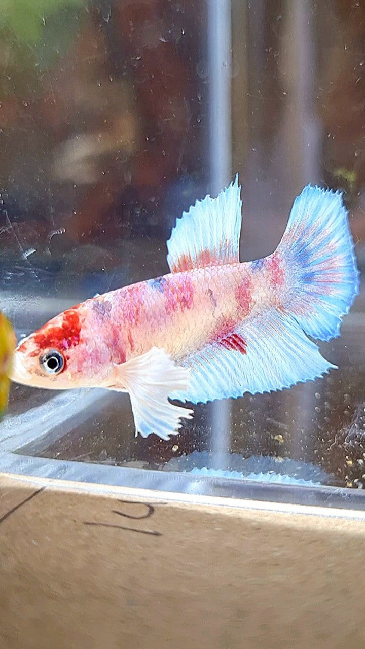 FEMALE HALFMOON DUMBO EAR WHITE KOI MULTICOLOR BETTA FISH
