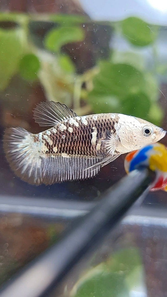 FEMALE PLAKAT BLACK SAMURAI SNOW MASKING BETTA FISH