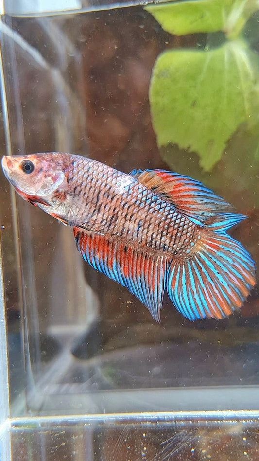 FEMALE VEILTAIL DOUBLE TAIL METTALIC MUTLICOLOR BETTA FISH