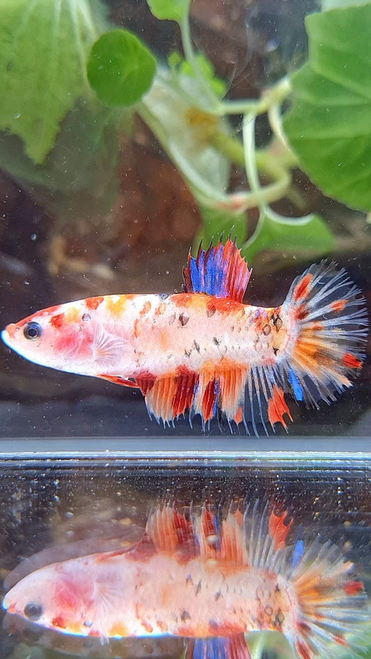 FEMALE PLAKAT CROWNTAIL ORANGE KOI MULTICOLOR BETTA FISH
