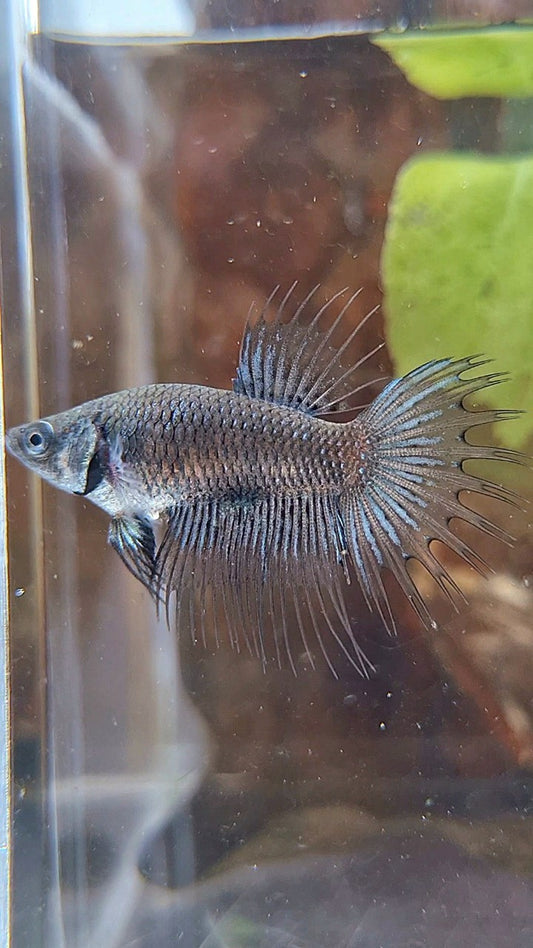 FEMALE CROWNTAIL BLACK ORCHID BETTA FISH