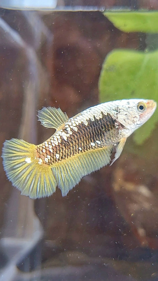 FEMALE PLAKAT BLACK SAMURAI YELLOW SNOW BETTA FISH
