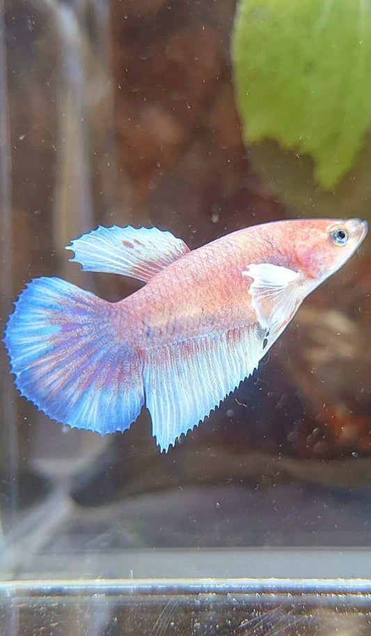 FEMALE HALFMOON DUMBO EAR WHITE KOI MULTICOLOR BETTA FISH