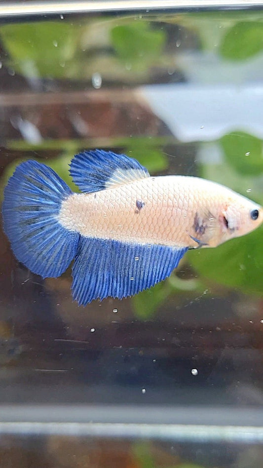 FEMALE HALFMOON BLUE RIM BICOLOR BETTA FISH