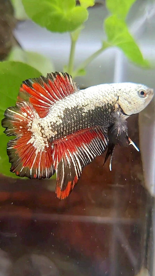 PLAKAT DOUBLE TAIL BLACK SAMURAI SNOW RED BETTA FISH